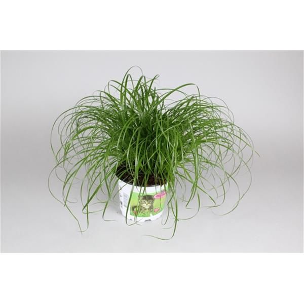 CYPERUS ZUMULA
