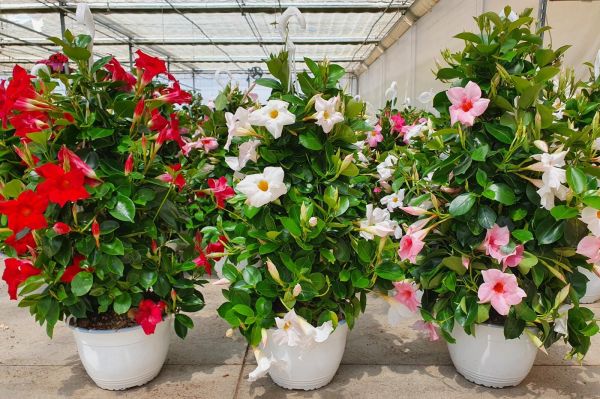 DIPLADENIA SUN. SUSPENSION