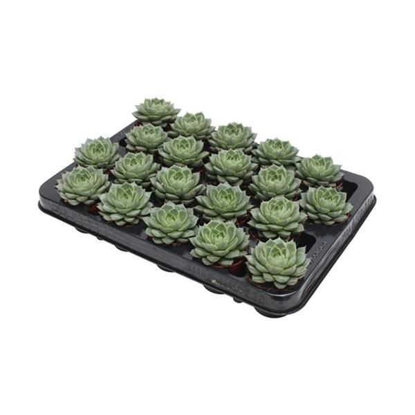 ECHEVERIA GREEN GILVA