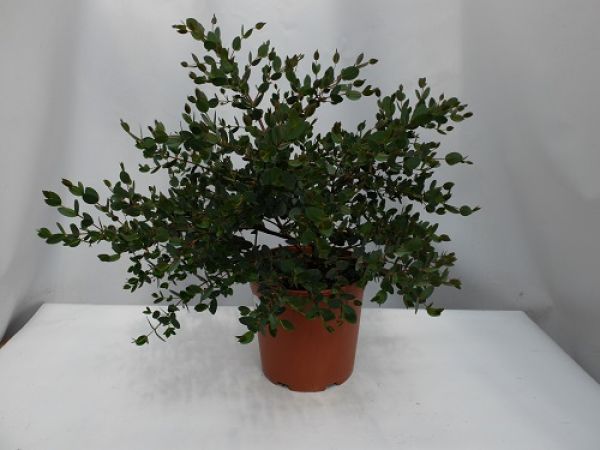 EUCALYPTUS COCCIFERA