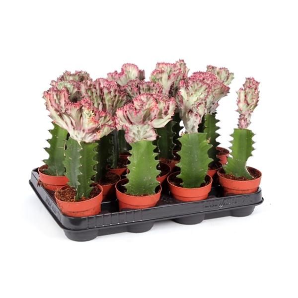EUPHORBIA LACTEA CRISTATA