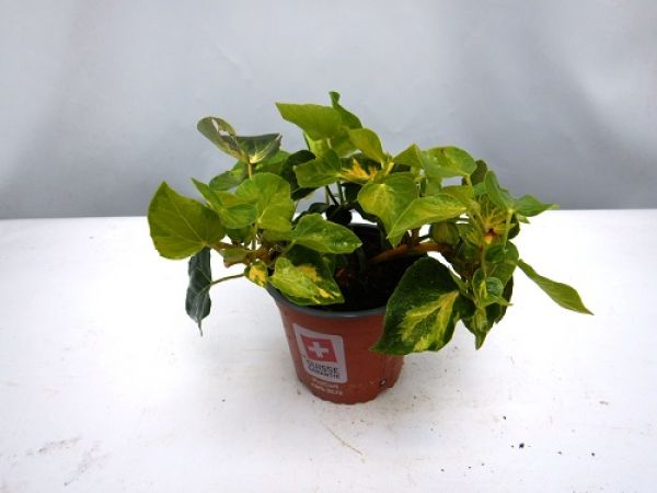HEDERA COLCHICA SULPHUR HEART