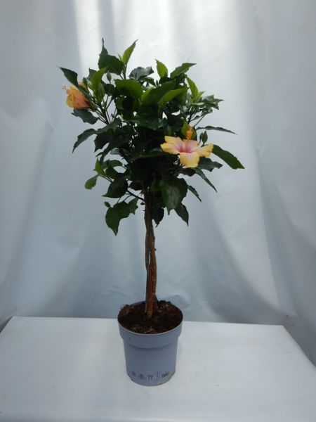 HIBISCUS LONGLIFE