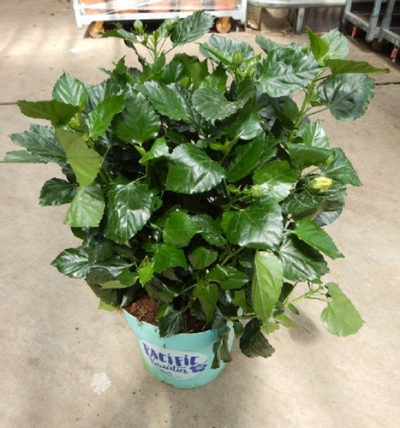 HIBISCUS LONGLIFE