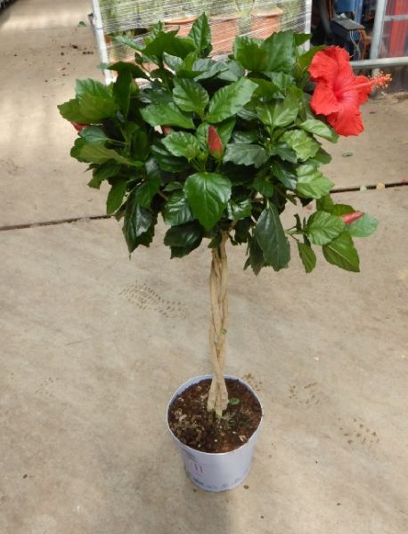HIBISCUS LONGLIFE