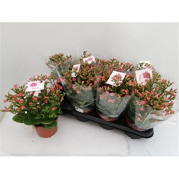 KALANCHOE TIKI BELLS