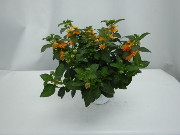 LANTANA CAMARA TOUFFE