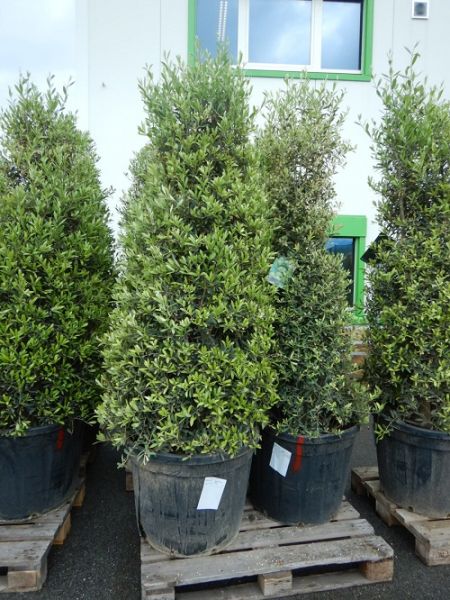 OLEA EUROPAEA PYRAMIDE