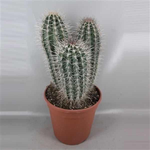 PACHYCEREUS PRINGLEI