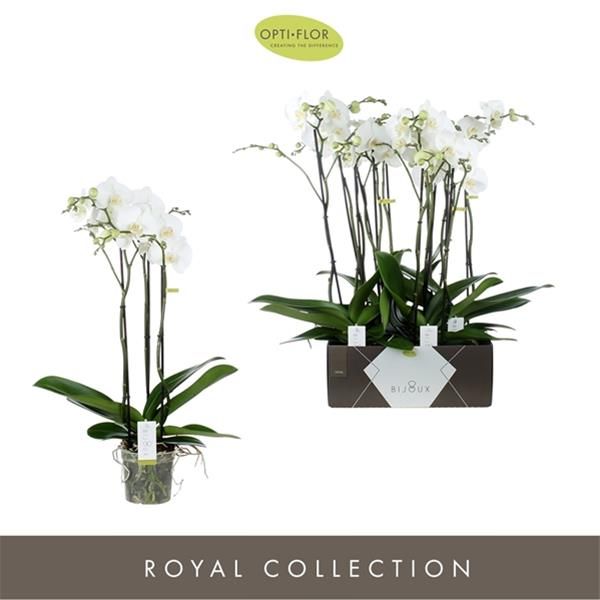 PHALAENOPSIS BIJOUX CRYSTAL