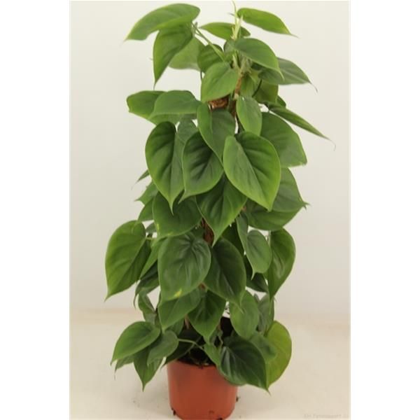 PHILODENDRON SCANDENS