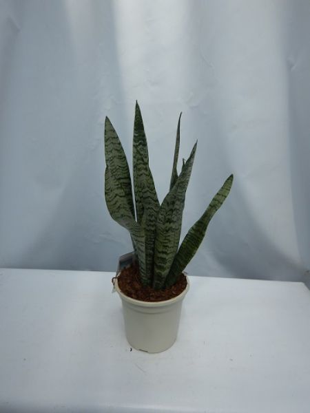 SANSEVERIA ZEYLANICA