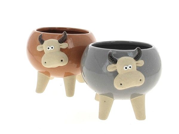 22DL1129 CP VACHES ASS