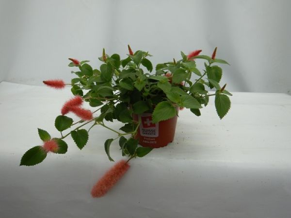 ACALYPHA PENDULA