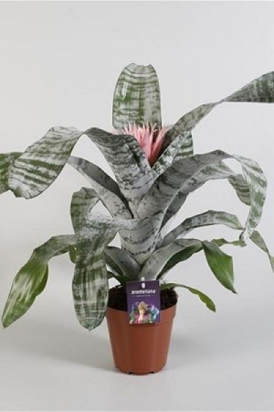 AECHMEA PRIMERA