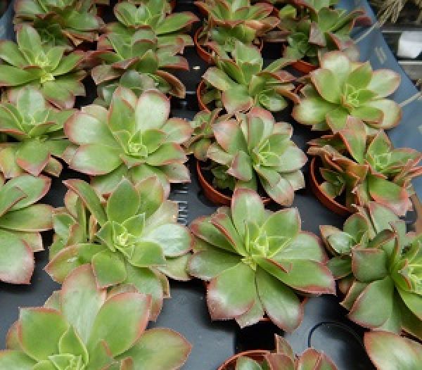 AEONIUM KIWI