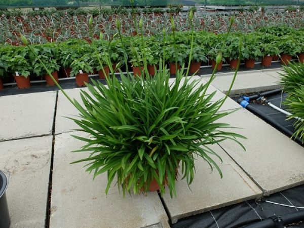 AGAPANTHUS