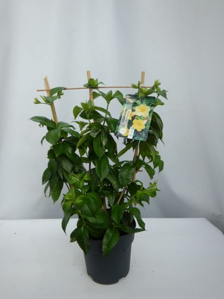 ALLAMANDA CATHARTICA