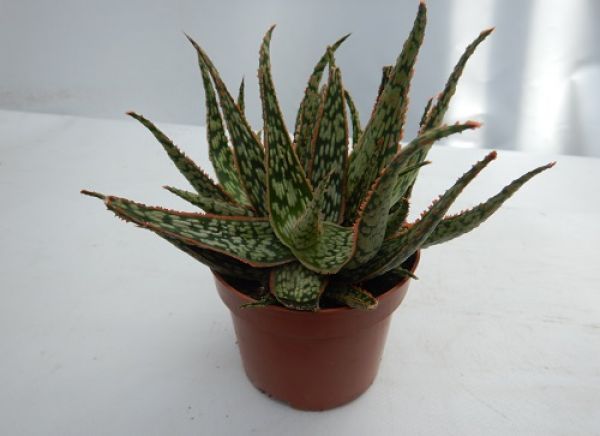 ALOE CAROLA