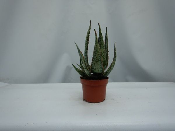ALOE CAROLA