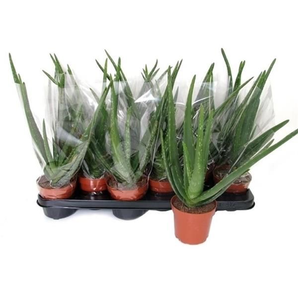 ALOE VERA