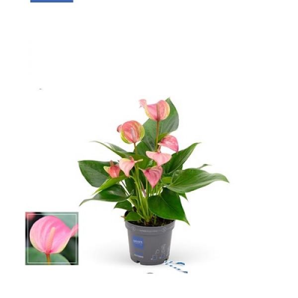 ANTHURIUM JOLI PINK