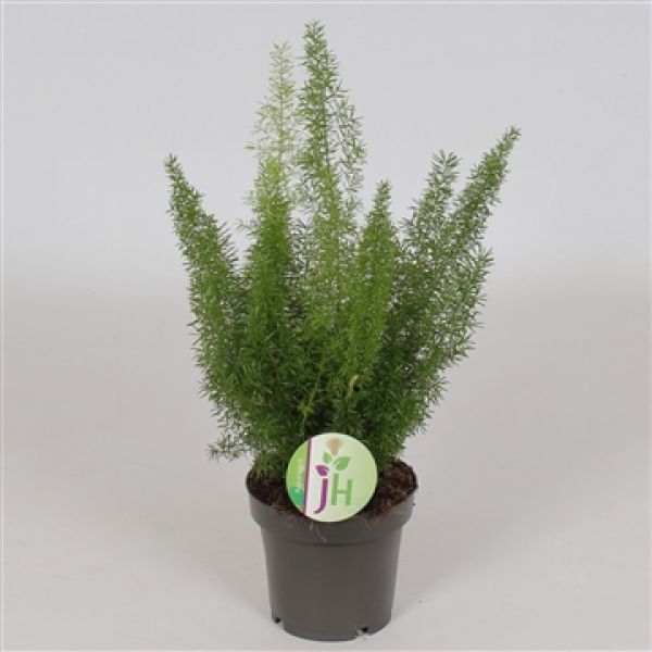 ASPARAGUS MEYERI