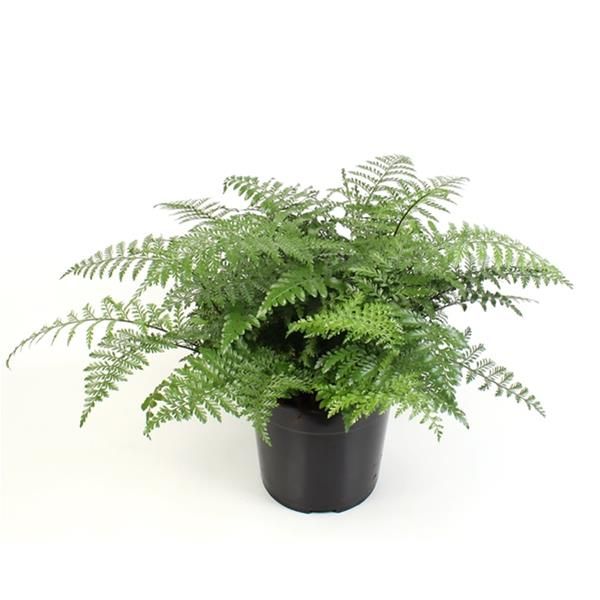 ASPLENIUM PARVATI
