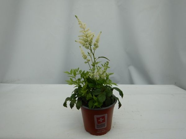 ASTILBE ARENDSII