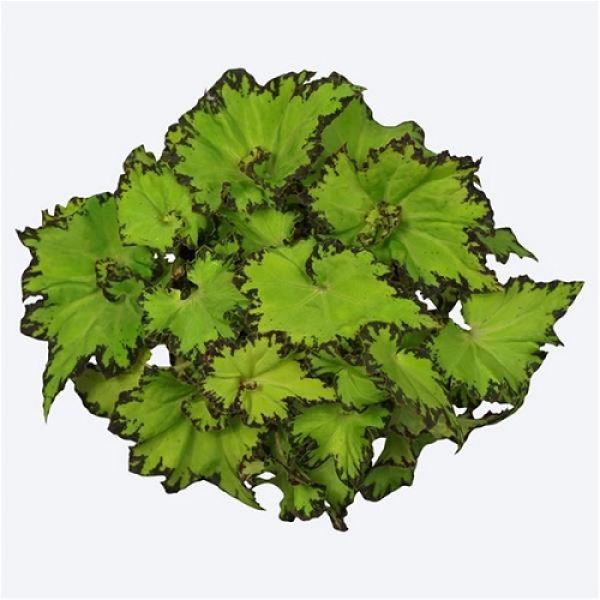BEGONIA REX BELEAF JIVE
