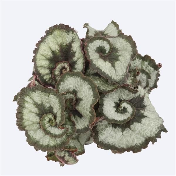 BEGONIA REX BELEAF PRINSES OF HANOVER