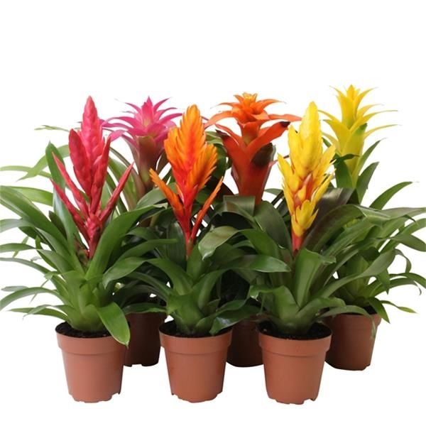 BROMELIA CUPCAKE MIX