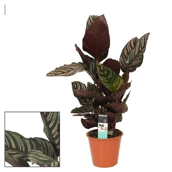 CALATHEA ORNATA
