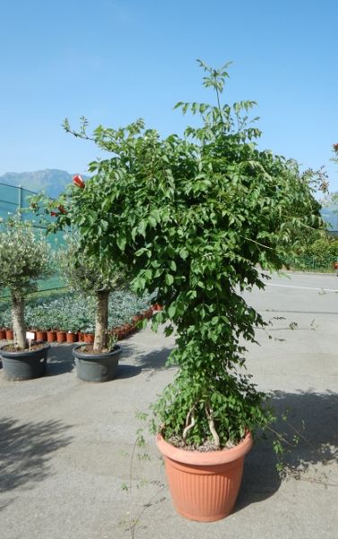 CAMPSIS RADICANS