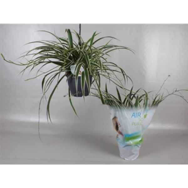 CHLOROPHYTUM VITTATUM
