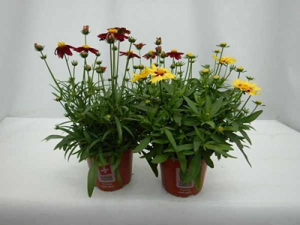COREOPSIS