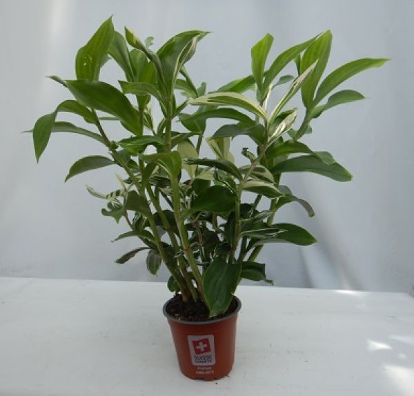 COSTUS ARABICUS