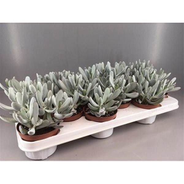 COTYLEDON SILVER PEAK