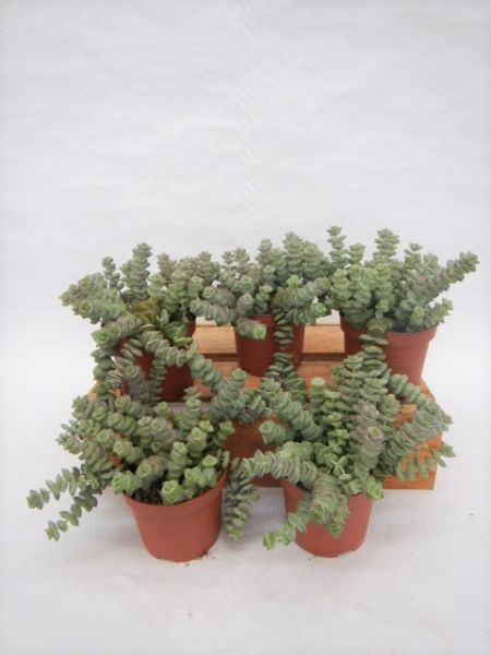 CRASSULA HOTTENTOT