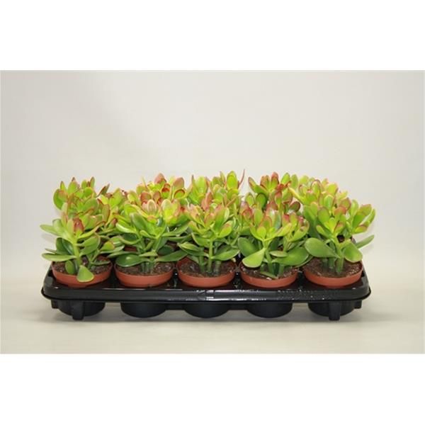 CRASSULA OVATA SUNSET