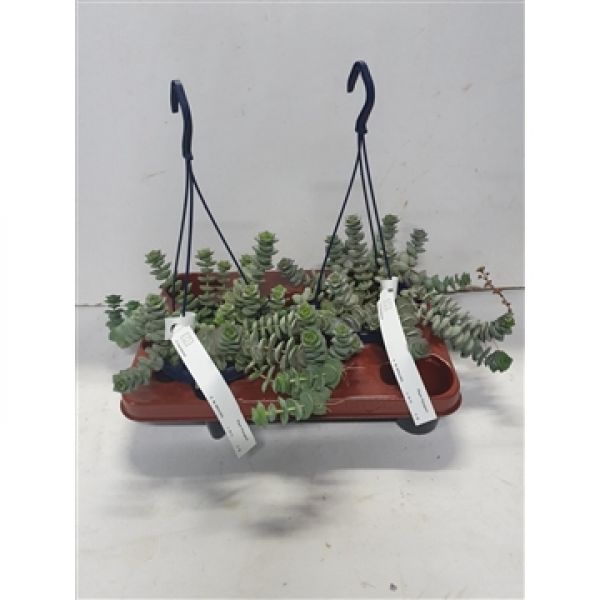 CRASSULA PERFORATA
