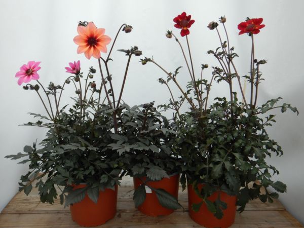 DAHLIA MYSTIC