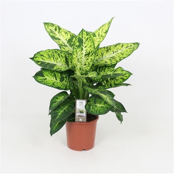 DIEFFENBACHIA SUBLIME