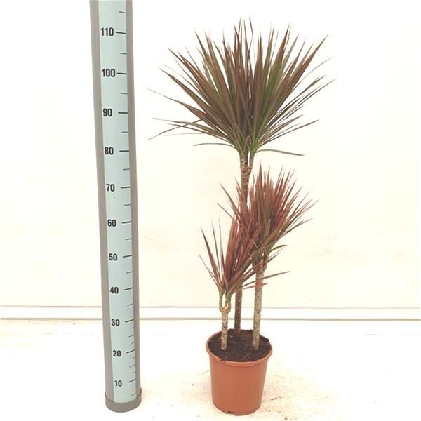 DRACAENA COLORAMA