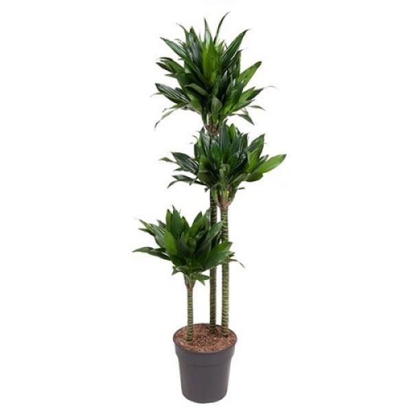DRACAENA GREEN JEWEL