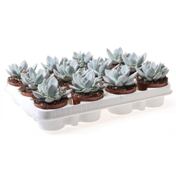 ECHEVERIA ICE CRYSTAL