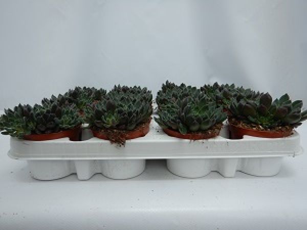 ECHEVERIA RUNDELLI