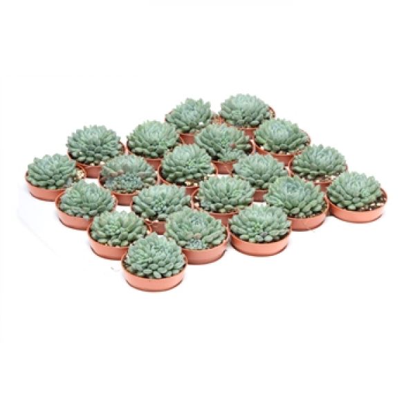 ECHEVERIA RUNDELLI
