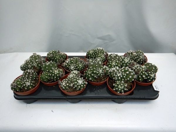 ECHINOPSIS SPECTABILIS WHITE