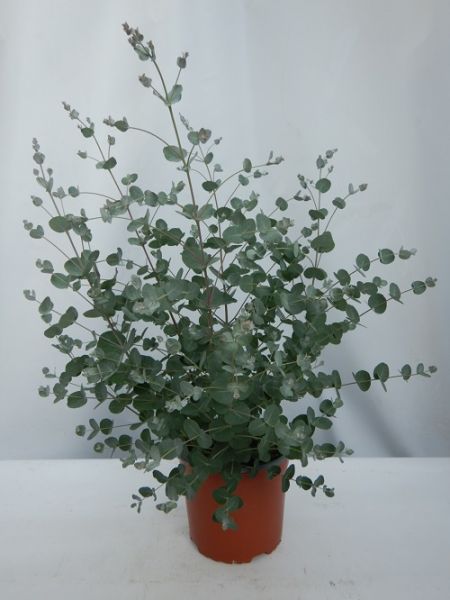 EUCALYPTUS GUNNII